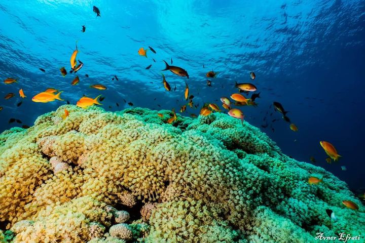 Orange Fahnenbarsche schwimmen über einem großen Korallenstock im klaren blauen Wasser