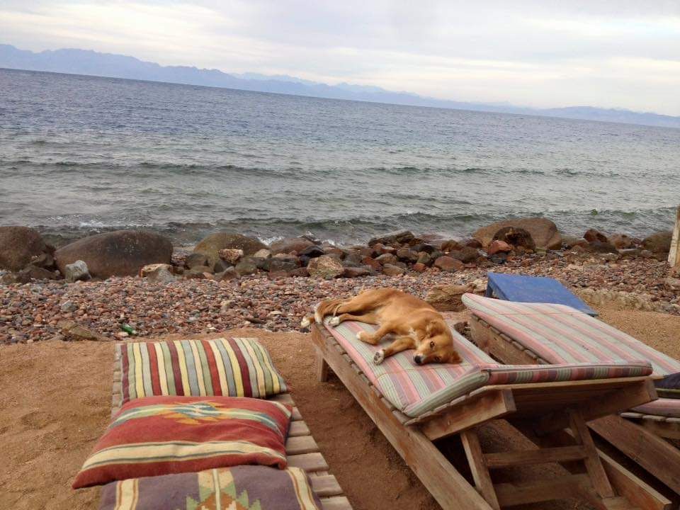Ein Hund döst auf einer Liege mit Beduinen-Kissen am Strand von Dahab
