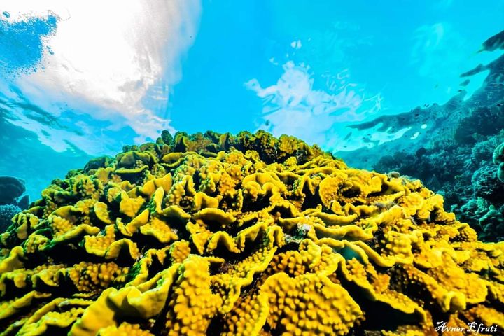 Leuchtend gelbe Koralle unter der sonnendurchfluteten Wasseroberfläche